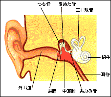 ���̍\�� �����}