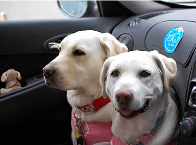 �N���オ���Ă��ꂵ�����Ƀ\���ƕӂ�����񂷃A�Y�L