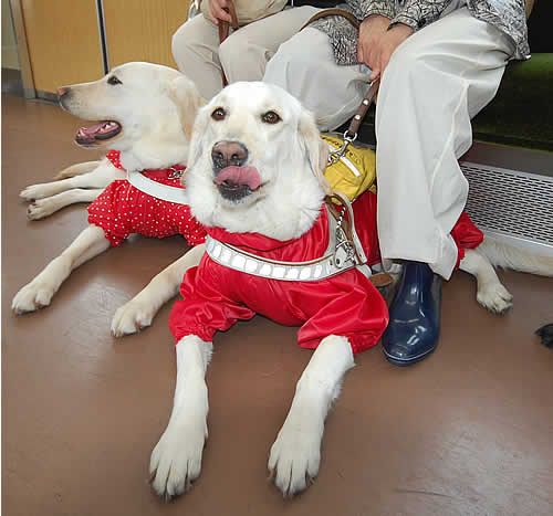 �d�ԓ��Ń_�E�����đ҂A���i�����(��)�ƃ}���������(�E)