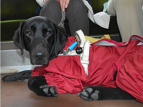 1105103 賢くダウンするシリウス君