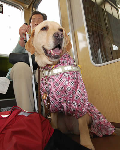 �d�Ԃ̒��ł��ꂵ�����ȃt�N�����