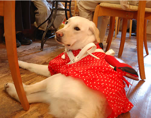 1105107_2 賢くダウンして待っているユナちゃん