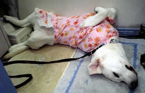 �w�\�V�̃\��