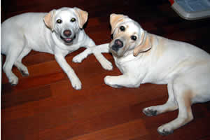 ����N���X���Ă���\���ƃA�Y�L