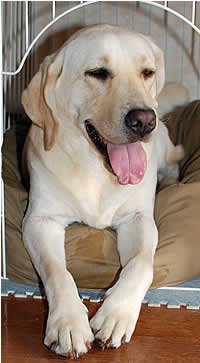 �X��H�׏I����Ė��������ȃA�Y�L