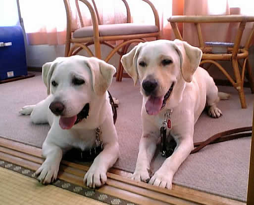 �������̔�ő�l�����߂����Ă���\���ƃA�Y�L