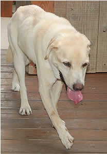 ���������ɂ����ƃf�b�L��������r�[�N