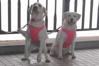 ���w���I����ďo�Ă����l�������݂đ��т̃\���ƃA�Y�L