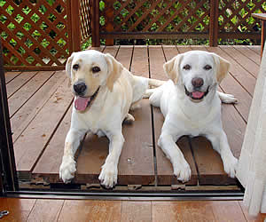 �X���~�����ł��[�A�������ɓ����Ă������ł����[�̃\���ƃA�Y�L