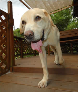 �񓪂̑��������ƕ������r�[�N