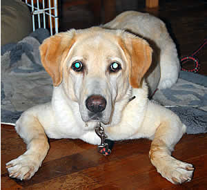 ���r���O�ł̃��r�[�N�A���������ĐQ�Ă��܂������J������������Ɗ���グ�܂���