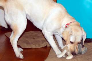 �����ɉ����Ă�������������ŗV�ԃA�Y�L