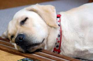 �~���𖍂ɏn�����̃A�Y�L�@���X�����q�N�q�N�����Ă܂�