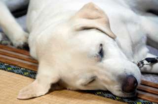 �~���𖍂ɔ������̃\���@���т����������Ă��܂�