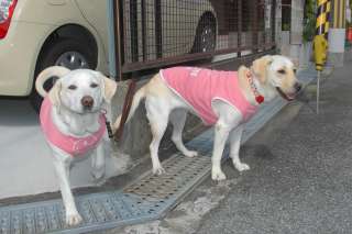 ����̌��֑O�ɂāA���ꂵ�����[�h�̂ӂ���