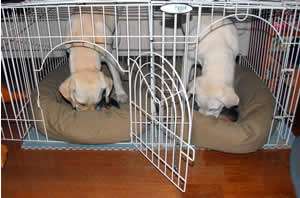 �H�����̂ӂ��� �����ł�