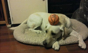 �{�[���𓪂ɍڂ���ꂽ�A�Y�L ������Ɩ��f�����E�E�E