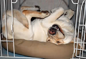 �x�b�g�̒��Ńw�\�V�Ŋۂ܂��Ă���A�Y�L