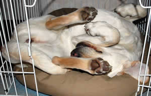 後ろ足で顔を隠すようにして、でもヘソ天のアズキ 後ろ足で顔を隠すようにして、でもヘソ天のアズキ