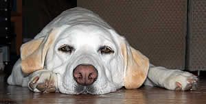 ���������Ń_�E�����Ă���\��