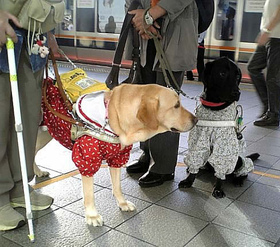 三ノ宮駅で電車を待つフクちゃん・シリウスくん 三ノ宮駅で電車を待つフクちゃん・シリウスくん