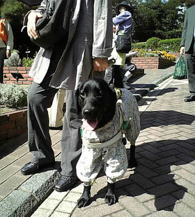 �n�[�u���ŕꂳ�񂪐����𕷂��Ă���ԁA�����҂��Ă���V���E�X����