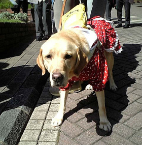 ハーブ園で母さんが説明を聞いている間、賢く待っているフクちゃん ハーブ園で母さんが説明を聞いている間、賢く待っているフクちゃん