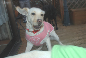 �\���ɃK�E�K�E�P���|���낤�Ƃ���A�Y�L �������`���ł�