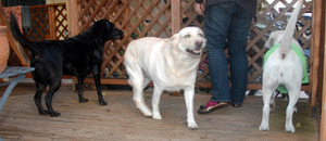 �Â���V�̃��b�`���� ���킢�[�[�[