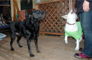 ������̂�������ɊÂ��Ă�e�B�A�������(�u���b�N�W��