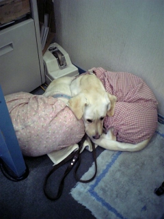 �\���𖍂ɂ˂Ă���A�Y�L