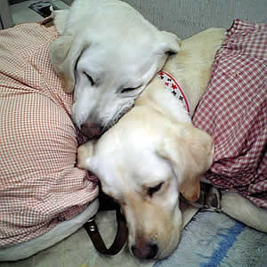 �\�������ĂV�N�@���Y���ĐQ�Ă��郏���R����