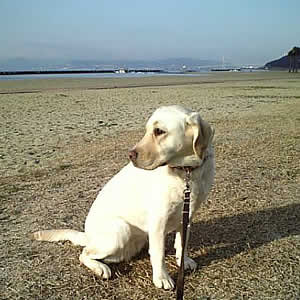 �V�b�c�͂������ǁA�\���̎����C�ɂȂ茩�Ԃ胏���R�ȃA�Y�L