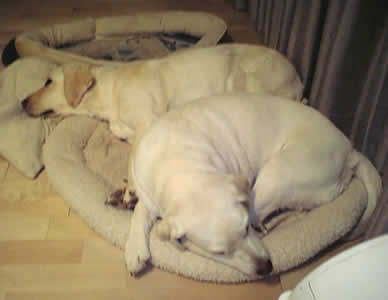 ��̃x�b�g�ɏd�Ȃ肠���悤�ɂ��ĐQ�Ă���\���ƃA�Y�L