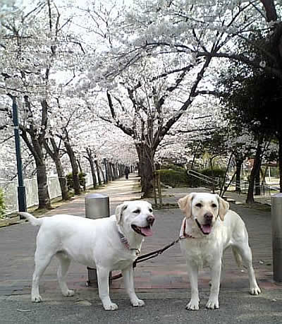 ���J�̍����؂�w�Ɋ��������ȃ����R����