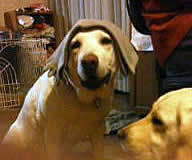 �ꂿ��񕃂���񂪊��ł�̂Ŏ����΂��Ă��܂��܂��@�\��