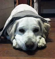 ���ƂȂ����_�E�����Ă����A���ɕ������̌C�����悹��ꂿ�Ⴂ�܂����@�\��