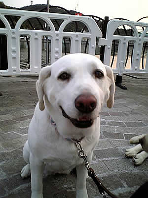 �C��ŗ[�H�����������ɃV�b�c���ĐK����U��\��