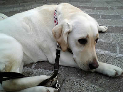 �A�Y�L�̓_�E�����ăX�^���o�C���[�h