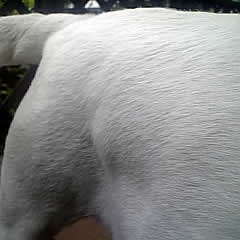 �\���̘e���̃V�R��������c���Ō����܂�