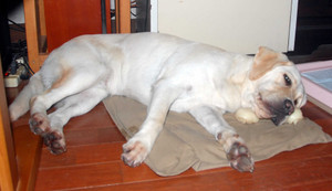 �~���L�[�{�[���𖍂ɐQ�Ă���A�Y�L