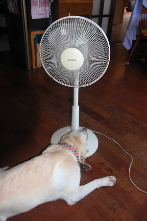 ��@�̑����𖍂ɐQ�Ă���A�Y�L�B�ʑ��ŊJ��