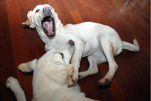 �������`���Ō���傫���J�����A�Y�L