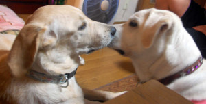 G�Ƃ̃p�s�[�����Ɉ��A������\�� �@�ƕ@�����肷��