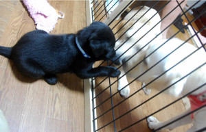 �q���ɃQ�[�W�z���Ɉ��A������A�Y�L