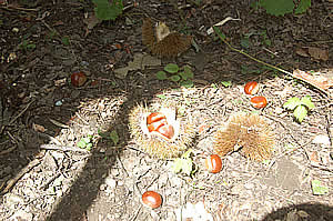 �I�I�C�K�C�K�̎ʐ^