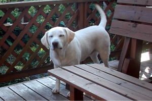 �K���t���t���̃\���B���̐K���A�Ƃ��Ă��\��L���ł��K