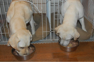 �������ĐH�ׂ�\���ƃA�Y�L