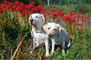 �ފ݉Ԃ�w�ɃV�b�c����\���ƃA�Y�L�@�܂��A�Y�L��������Ɍ����� ���Ƀ\����������Ɍ������悤�Ƃ��܂������E�E�E