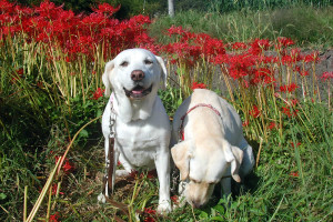 �V�b�c����\���ƃA�Y�L �\���͖��ʂ̏΂݃A�Y�L�͑���H�ݐH��